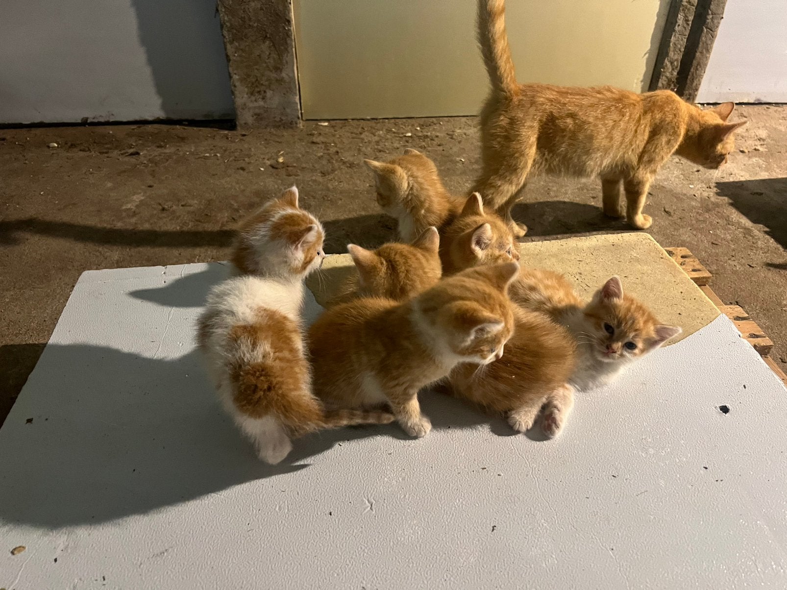 Kittens te koop, boerderij kittens, Dieren en Toebehoren, Katten en Kittens | Overige Katten, Meerdere dieren, Kortharig, 0 tot 2 jaar