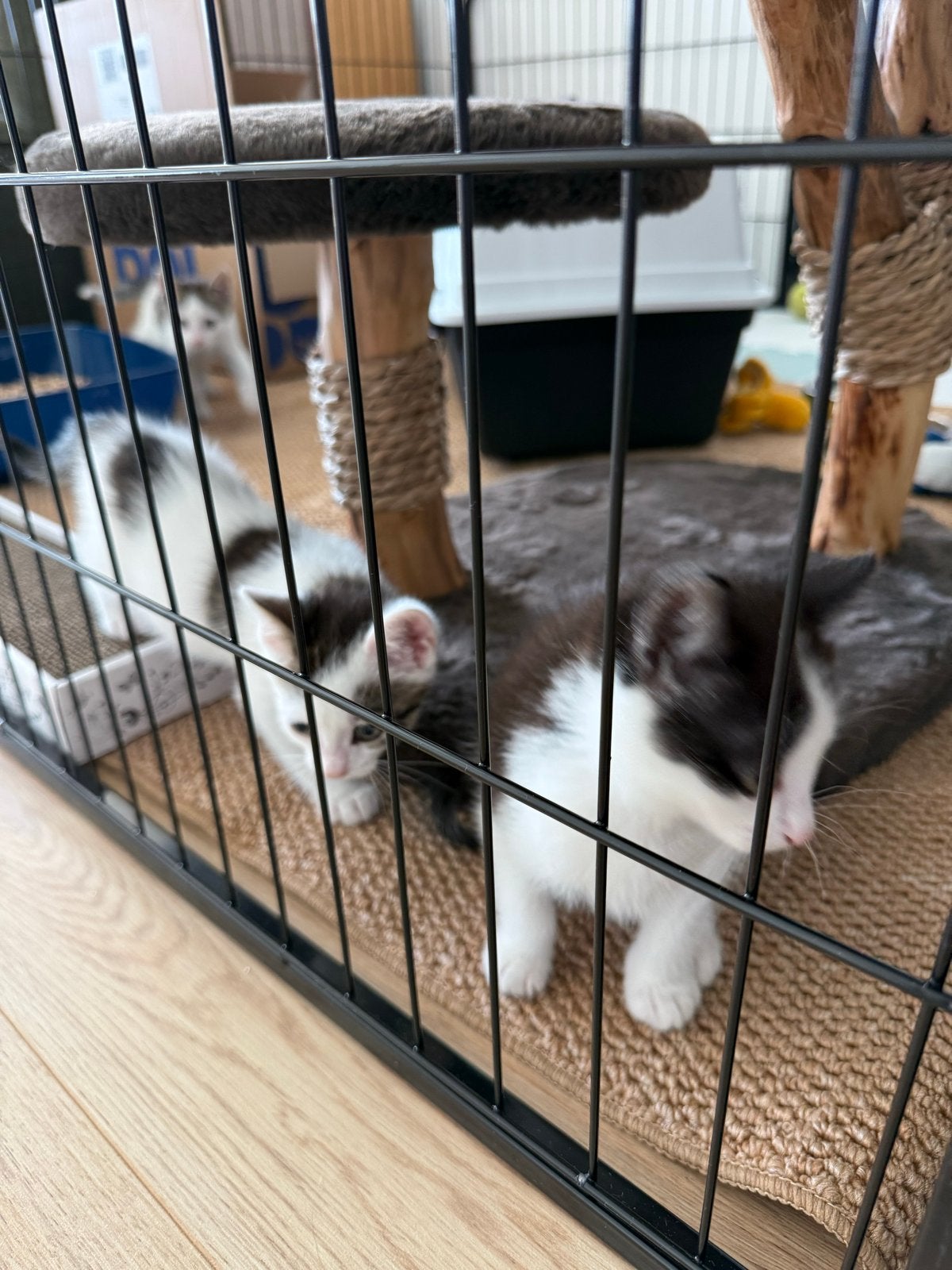 Puppy of kitten bench, Dieren en Toebehoren, Ophalen, Zo goed als nieuw