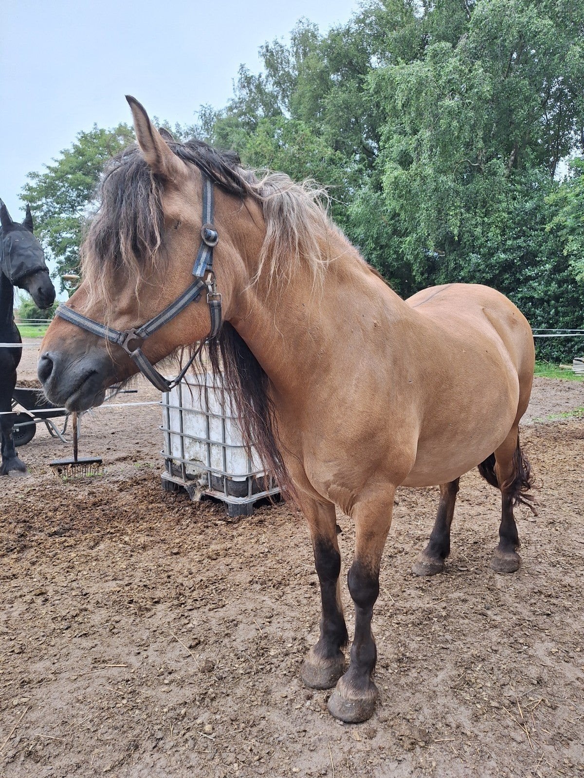 mooie kruising  Fell pony en kruising FriesxFjord, Dieren en Toebehoren, Merrie, Minder dan 160 cm, Gechipt, 11 jaar of ouder
