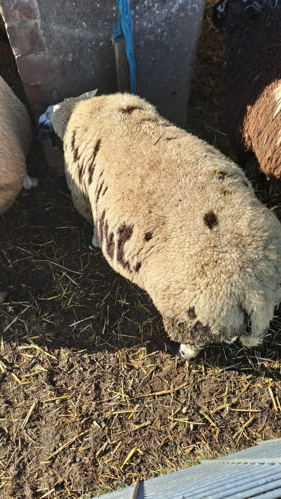 bonte rammen, Mannelijk, Schaap, 0 tot 2 jaar