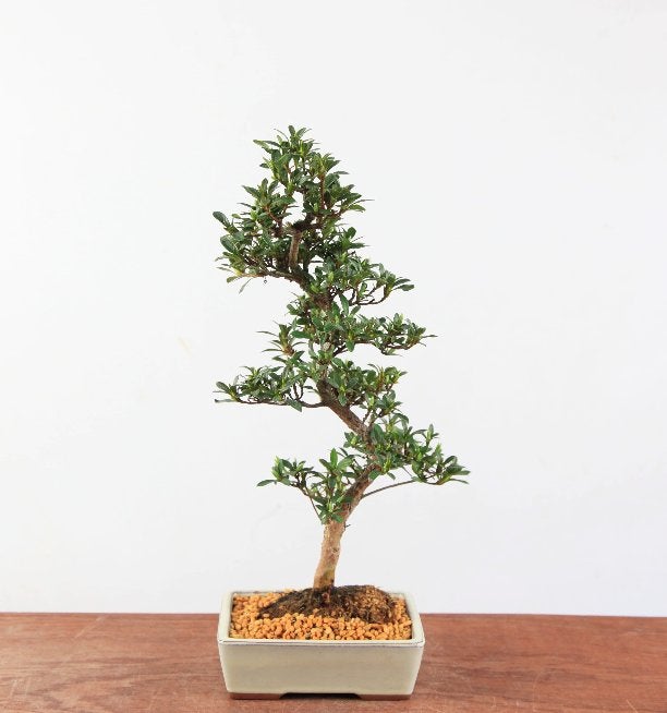 Bonsai Azalea Satsuki 'Jukokan', In pot, Halfschaduw, Lente, Minder dan 100 cm