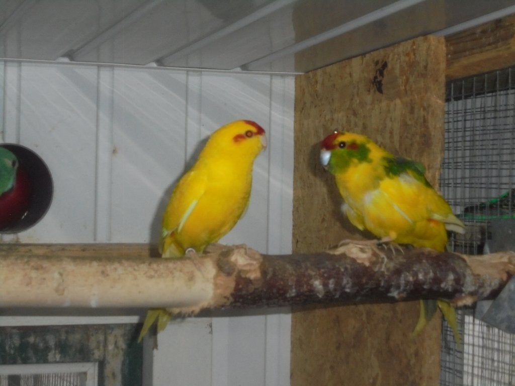 te koop diverse kleuren kakarikies, Meerdere dieren, Parkiet, Geringd