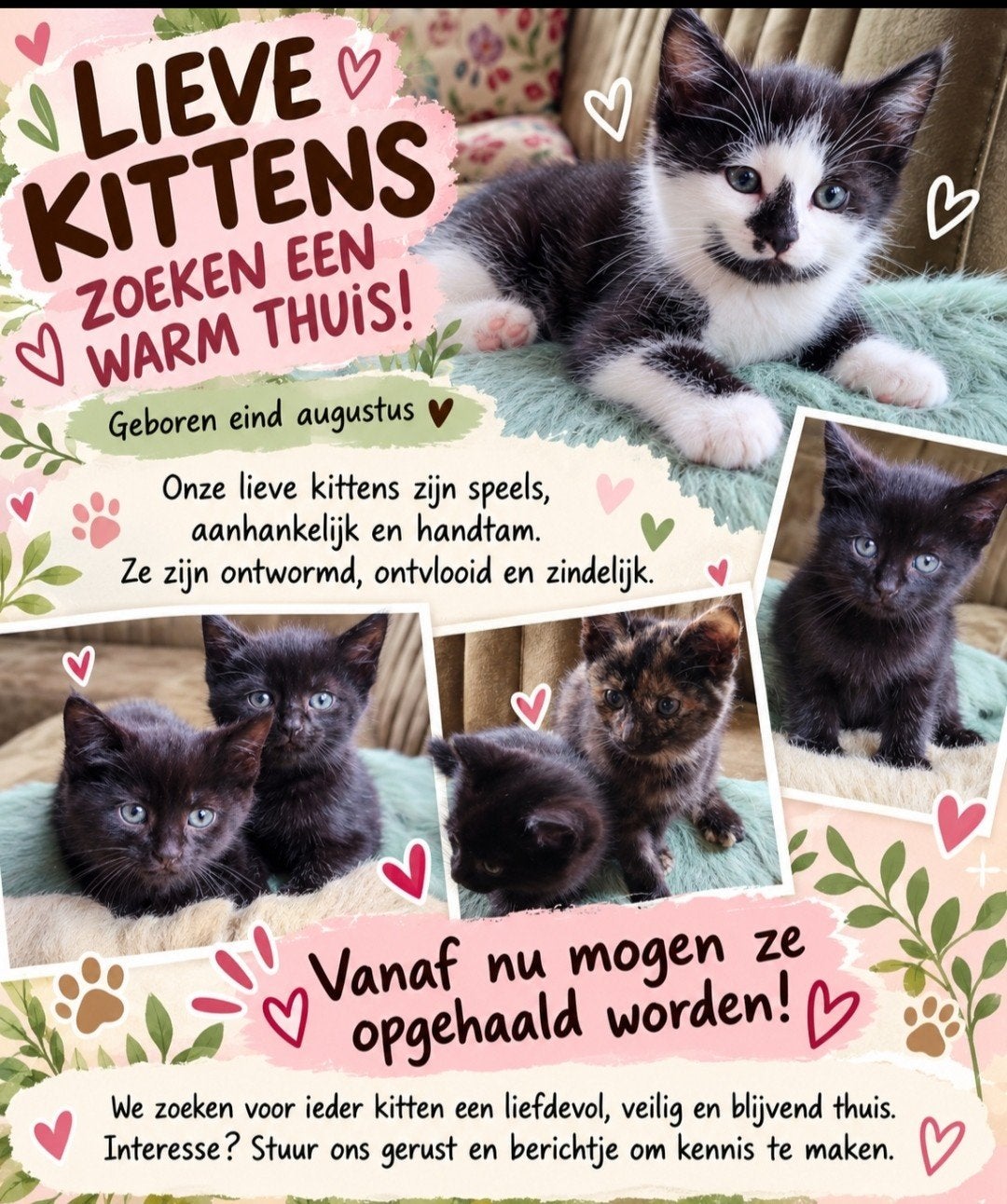 Kittens, Dieren en Toebehoren