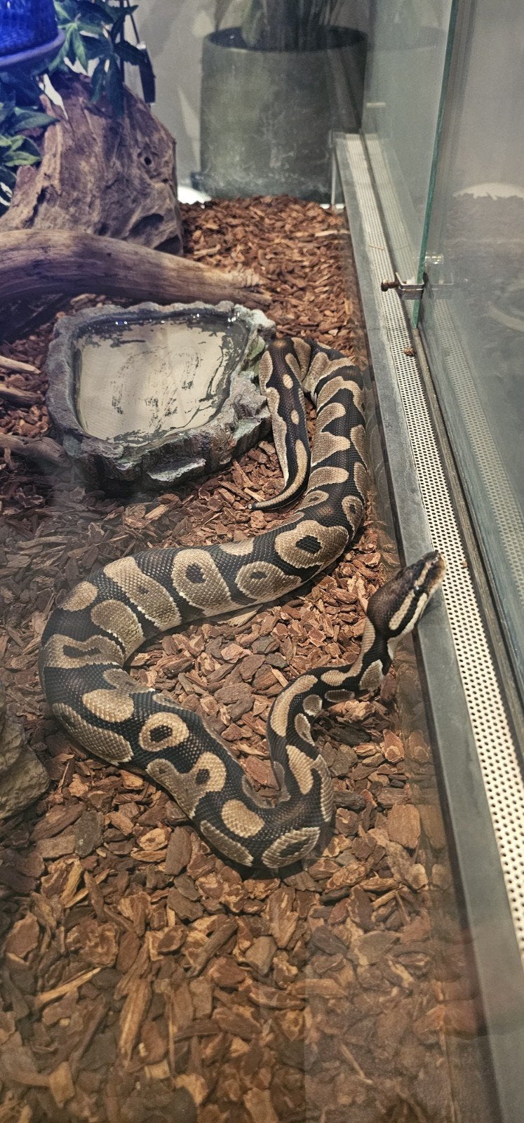 Koningspython, Dieren en Toebehoren, Slang, Met terrarium, 3 tot 6 jaar