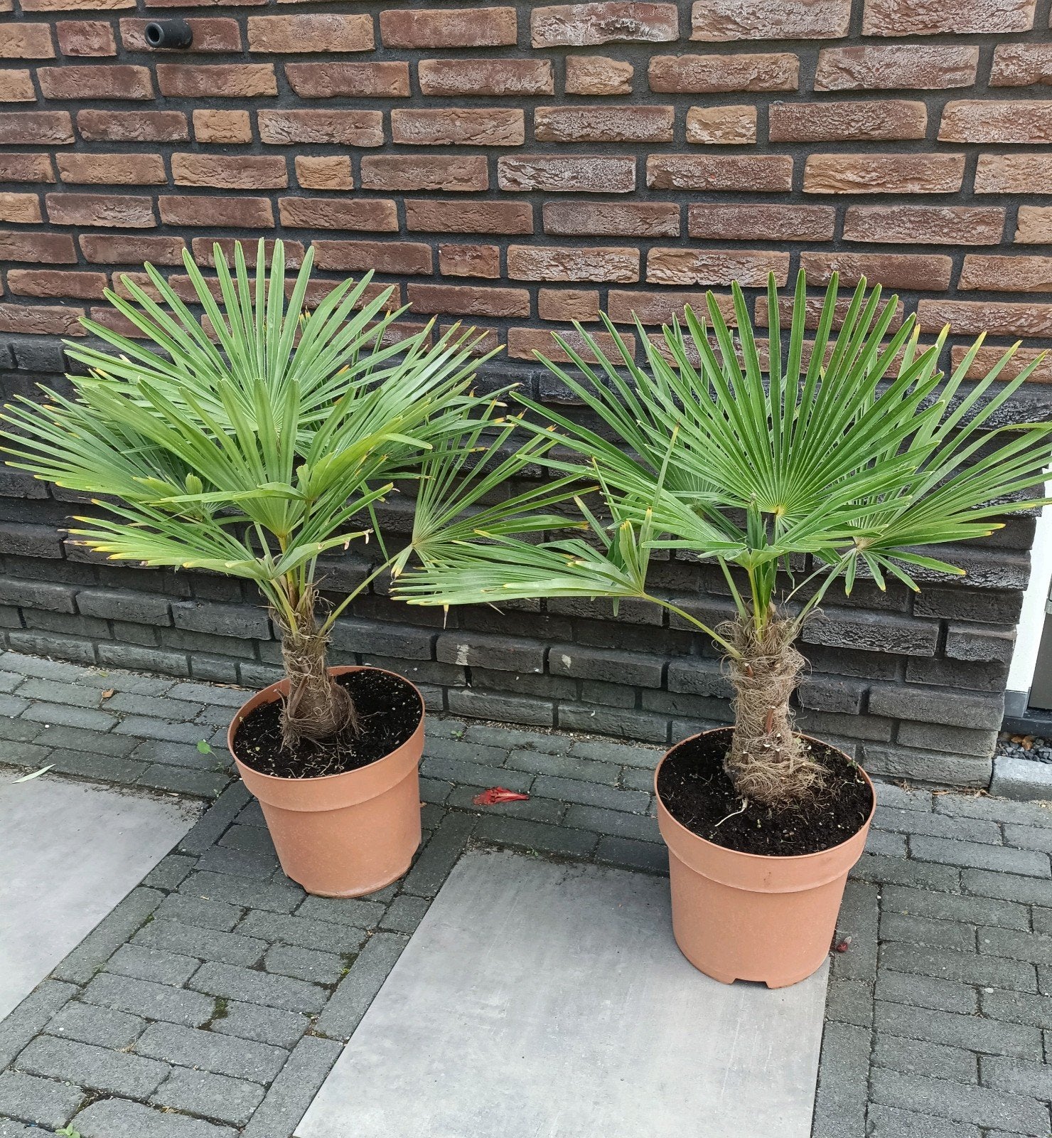 2 maal Trachycarpus fortunei winterhard in een 32cm pot, Ophalen, Bloeit niet, Overige soorten, Volle zon