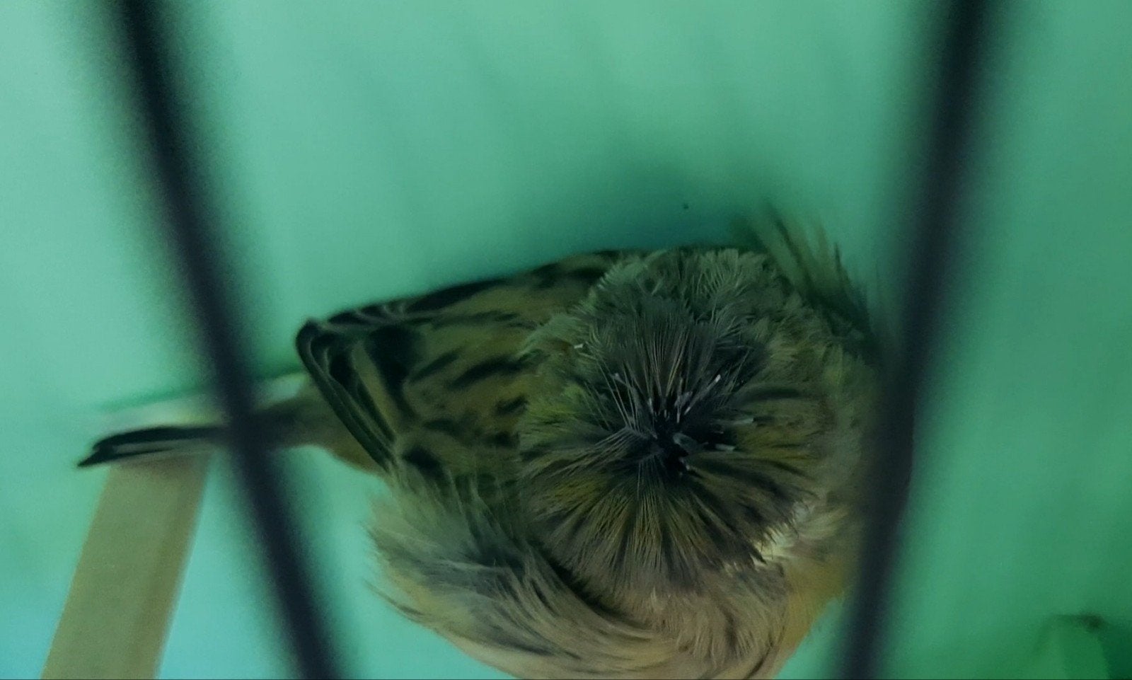 Jong koppel gloster kanaries, Dieren en Toebehoren, Meerdere dieren, Postuurkanarie