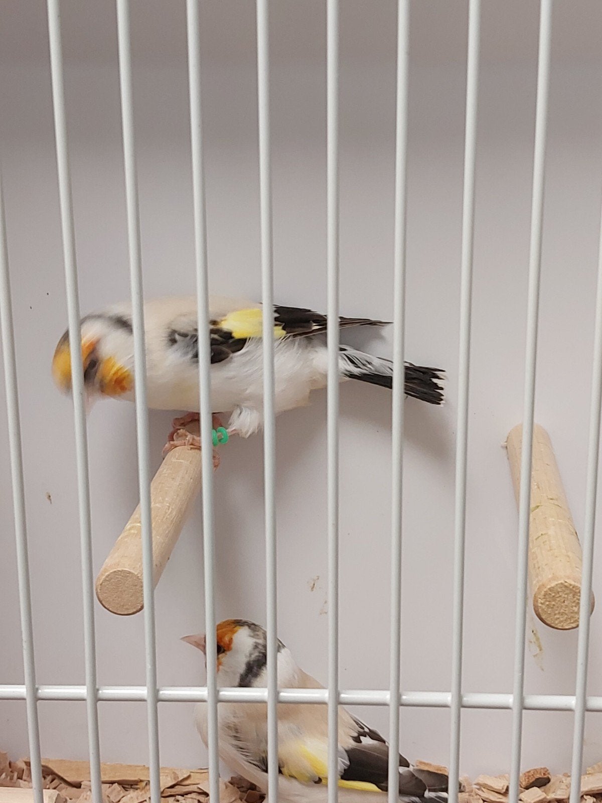 Putters emoe te koop, Meerdere dieren, Wildzangvogel, Geringd