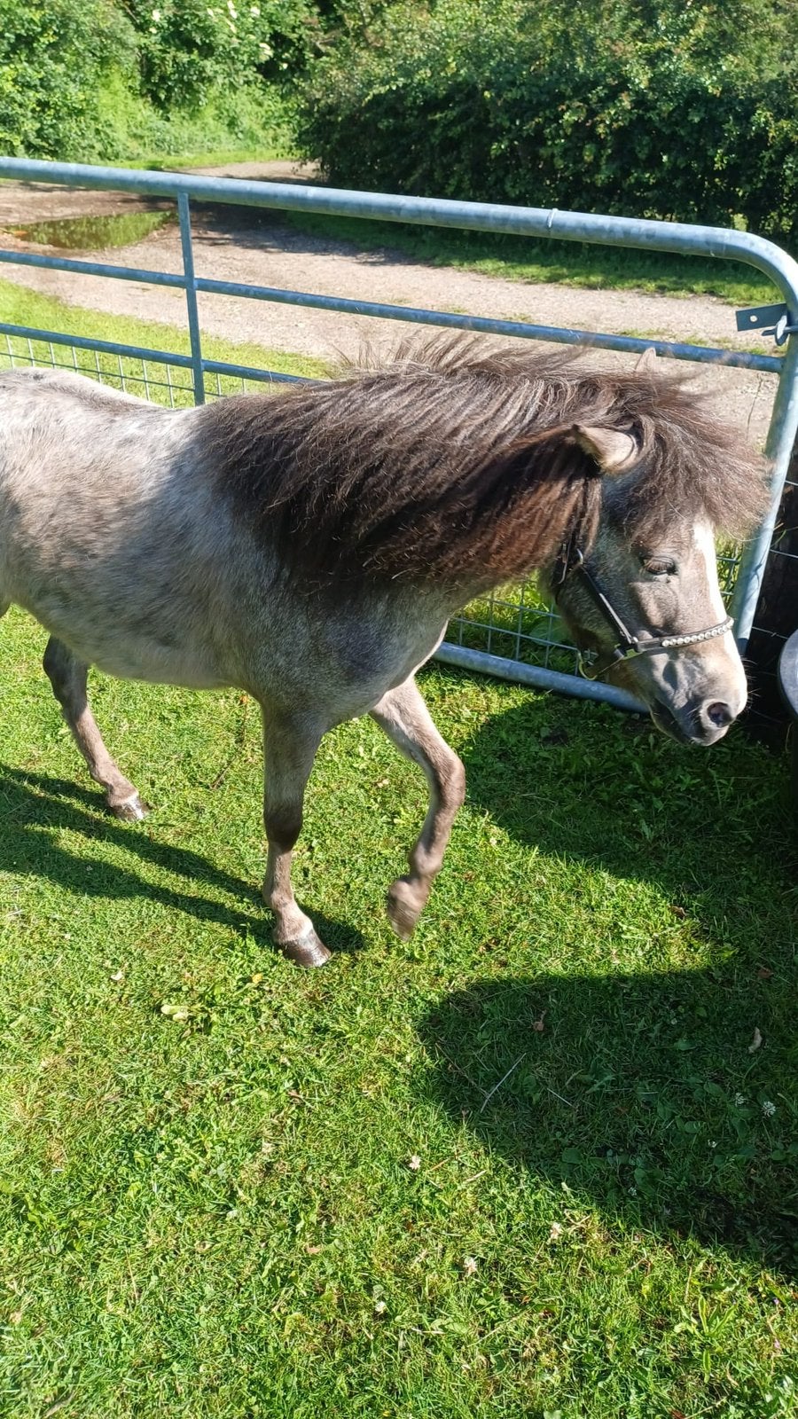 mini pony merrie nmprs amha, Dieren en Toebehoren, Merrie, A pony (tot 1.17m), Met stamboom, 0 tot 2 jaar