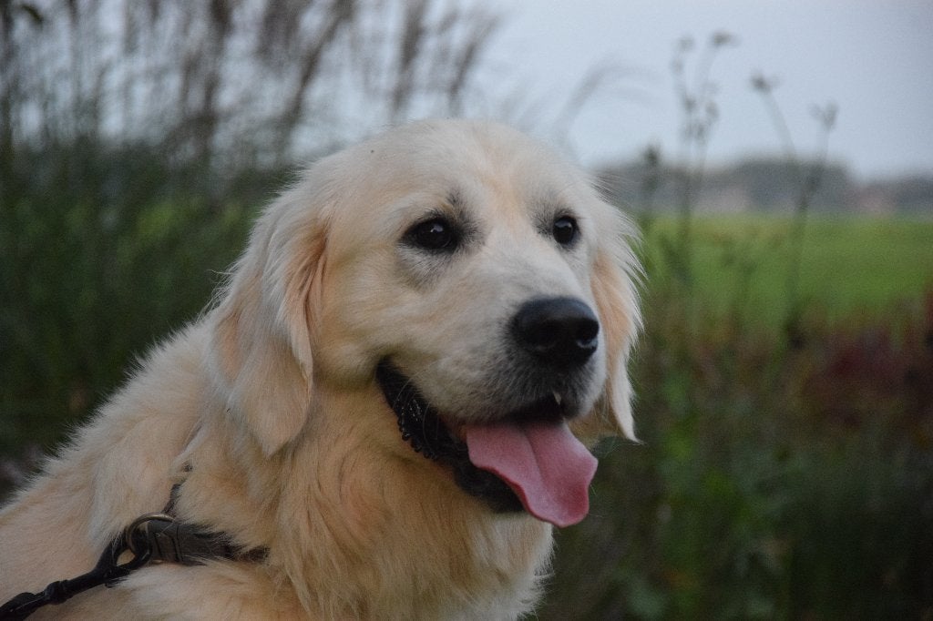 Prachtige Golden Retriever dekreu met fci stamboom., Dieren en Toebehoren, Reu, 1 tot 2 jaar, Meerdere, CDV (hondenziekte)