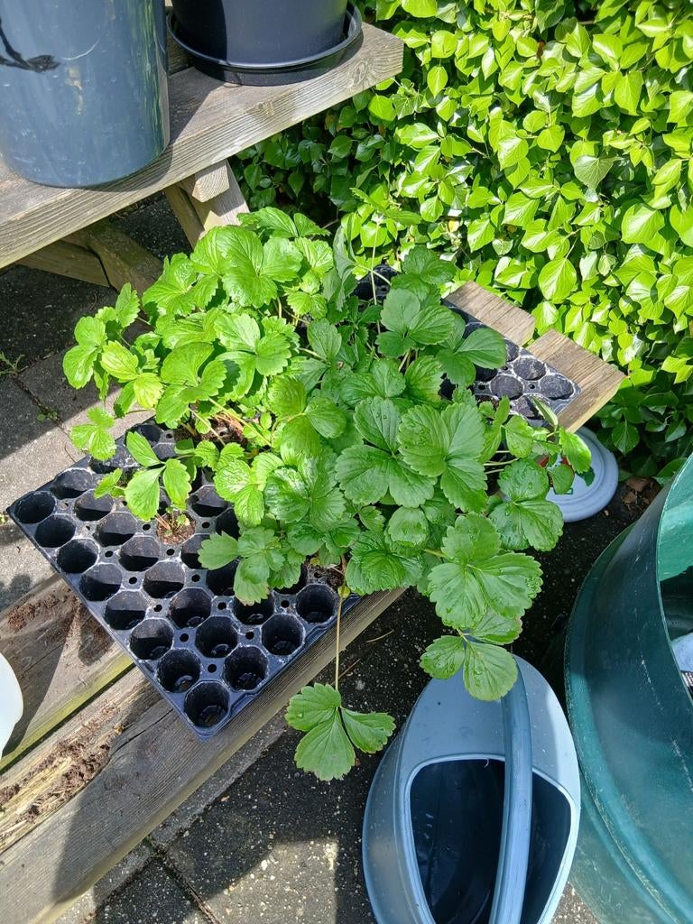 Verse aardbeiplanten - perfect voor uw tuin!, Ophalen of Verzenden, Voorjaar, Volle zon, Wortelstok