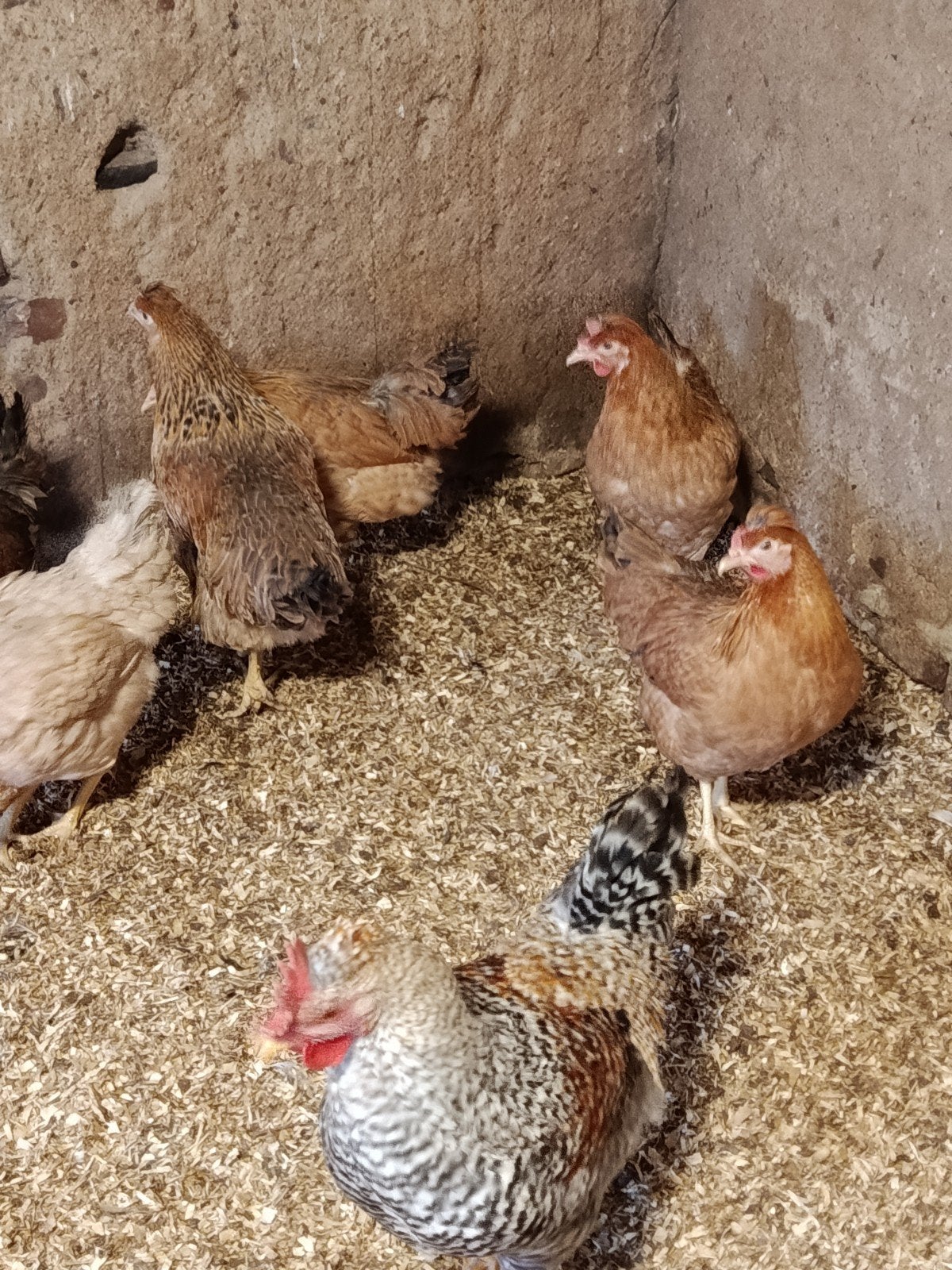 Crème Legbar kippen te koop, Dieren en Toebehoren, Meerdere dieren, Kip