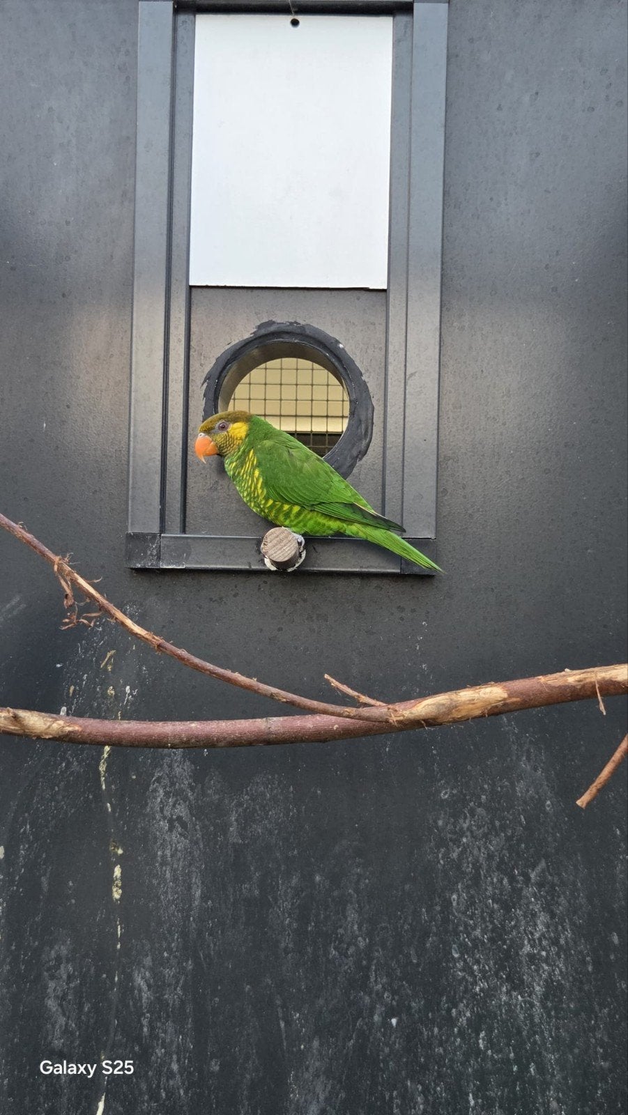Meyer lori, Dieren en Toebehoren, Mannelijk, Papegaai
