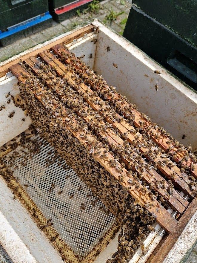 Bijenvolk, 4 raams spaarkast, Dieren en Toebehoren, Insecten en Spinnen, Bijen