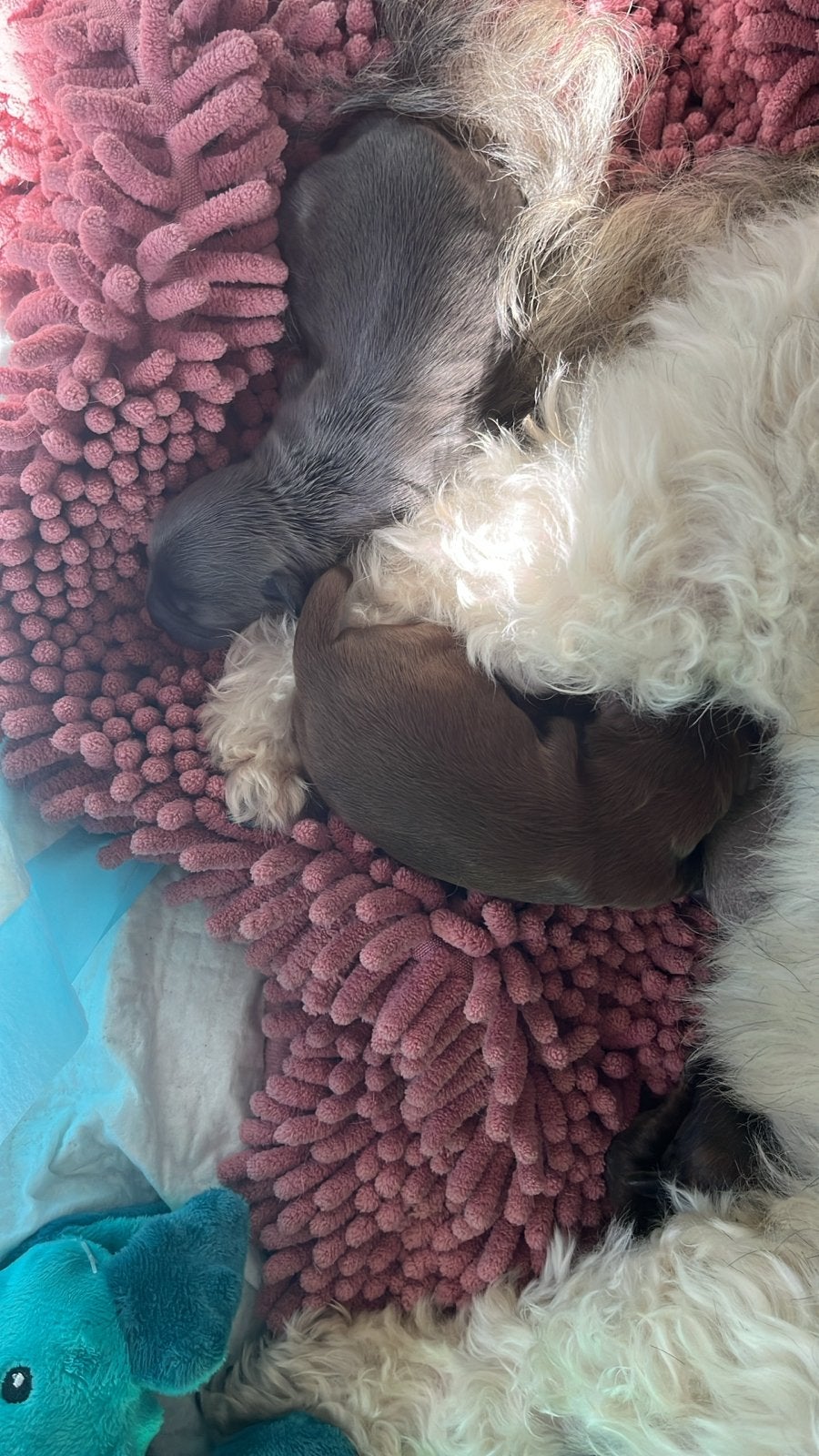 Puppy’s, 8 tot 15 weken, Parvo, Meerdere, Meerdere dieren