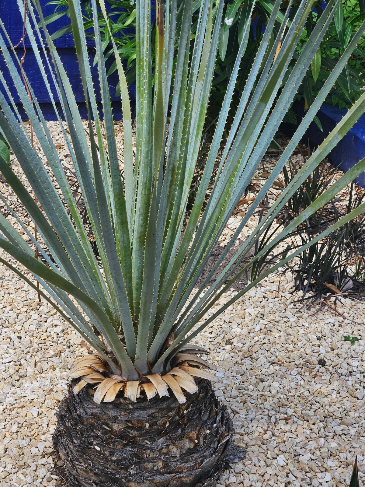 Dasyrilon, Tuin en Terras, Planten | Tuinplanten, Ophalen, Overige soorten, Volle zon