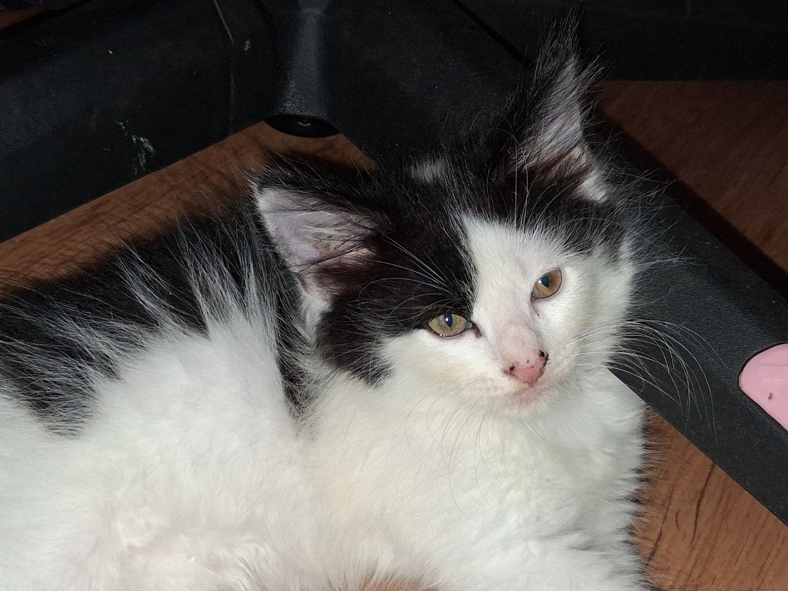 2 maine coon kittens. mogen verhuizen!, Meerdere dieren, Ontwormd, 0 tot 2 jaar