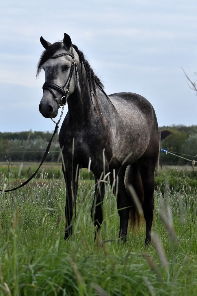 ## VRIENDELIJKE en zeer leuke grijze Andalusier ruin ##, Dieren en Toebehoren, Paarden, Ruin, Dressuurpaard, 3 tot 6 jaar, Gechipt