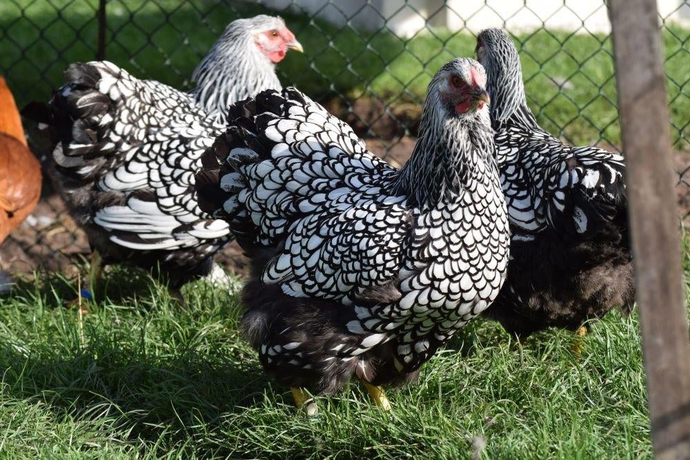 (Kriel)kippen, Dieren en Toebehoren, Pluimvee, Kip, Vrouwelijk