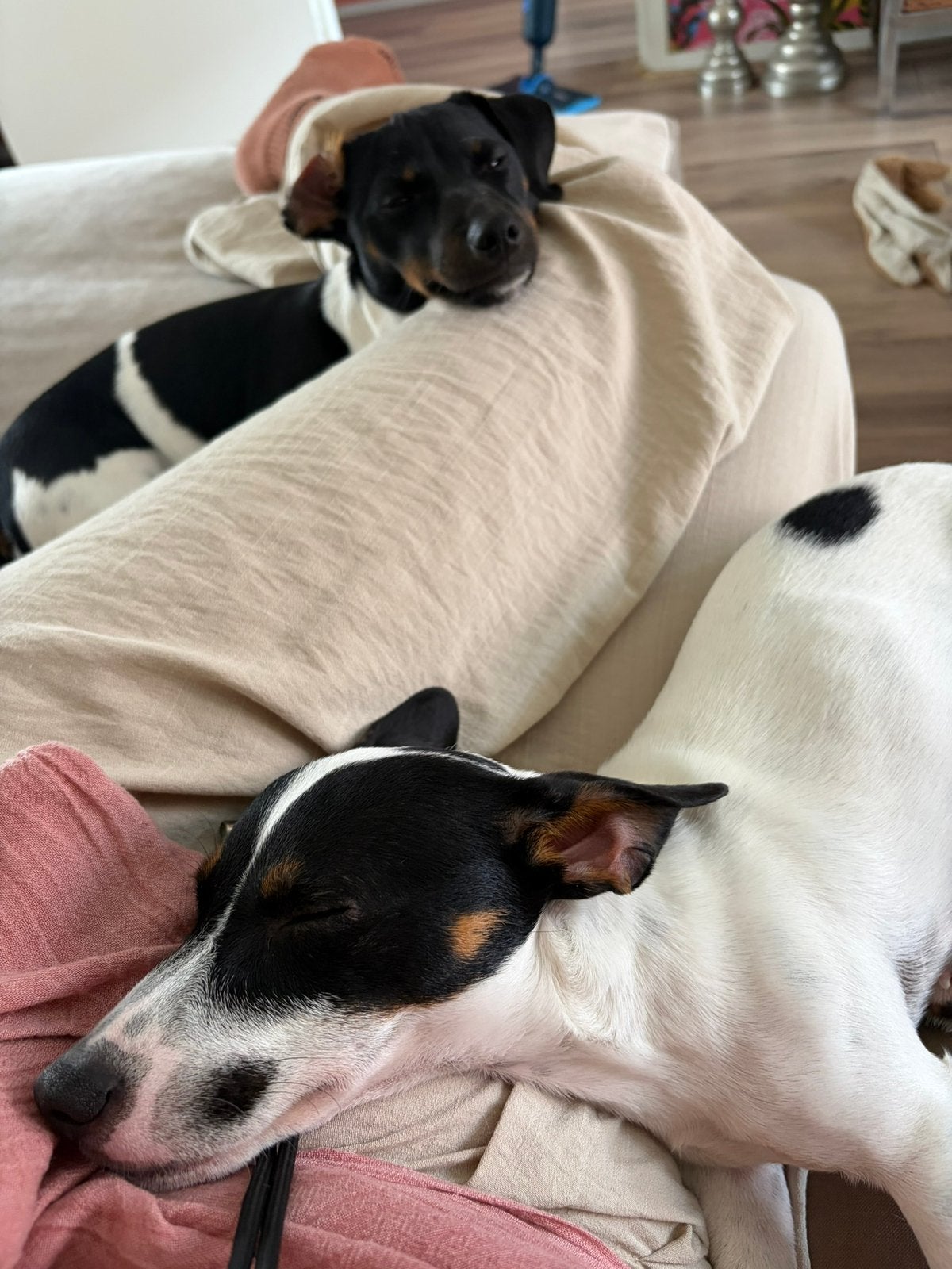 Jack russel pups, Rabiës (hondsdolheid), 15 weken tot 1 jaar, Meerdere, Meerdere dieren