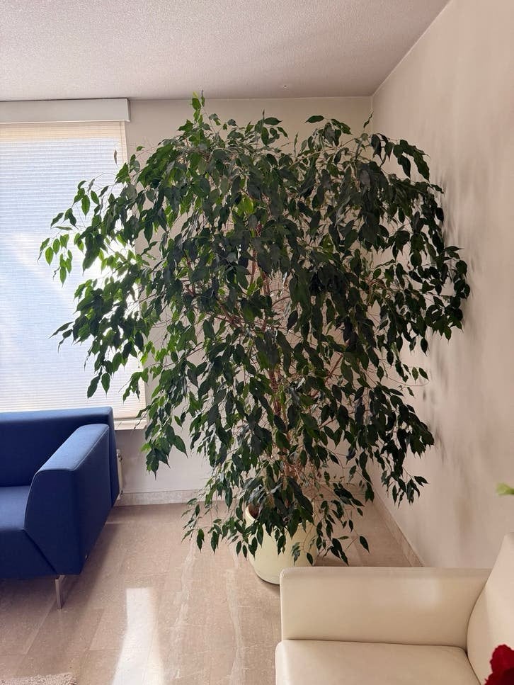 Grote Ficus kamerplant, ca. 2 meter hoog, Ophalen, Ficus, 200 cm of meer, In pot