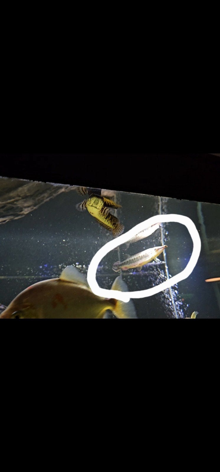 Boulengerella maculata snoektetra, Vis