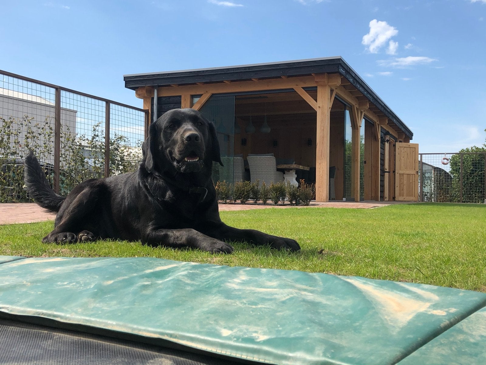 Labrador, 6 jaar of ouder, Parvo, Reu, Groot