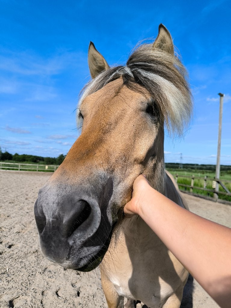 Verzorger gezocht Fjordenruin 2x per week, Dieren en Toebehoren, Paarden en Pony's | Overige Paardenspullen, Ophalen of Verzenden
