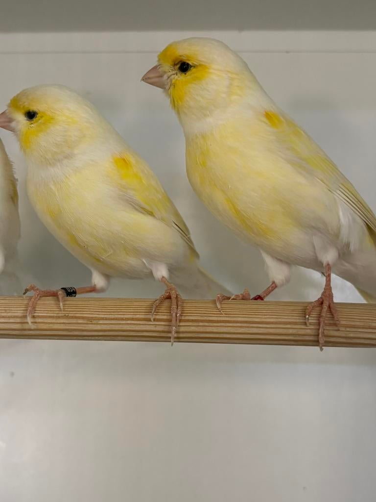 Te koop geelmozaiek kanarie man, Mannelijk, Kleurkanarie