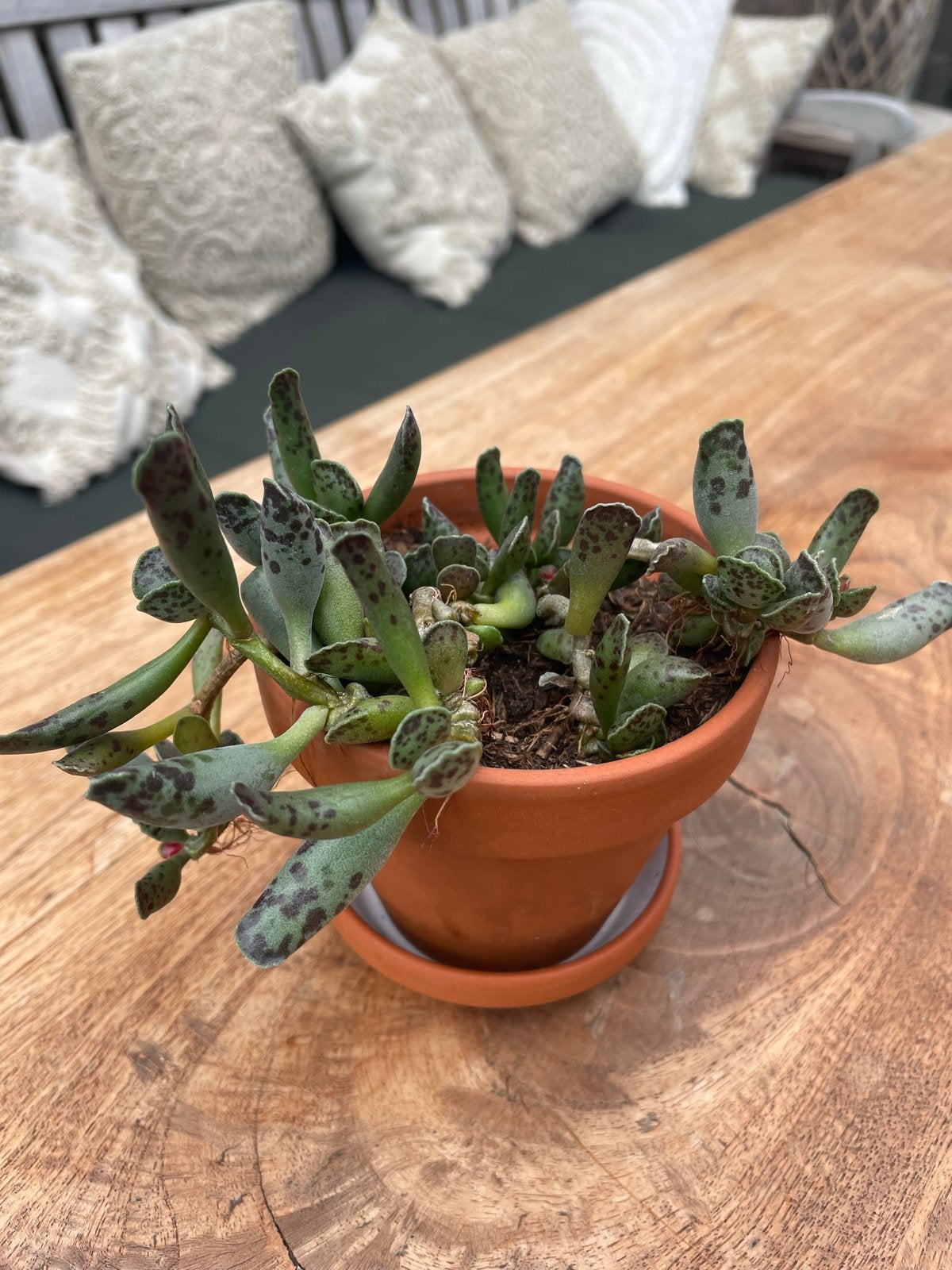 Andromischus coopereri in terracotta pot, Ophalen, Vetplant, In pot, Minder dan 100 cm