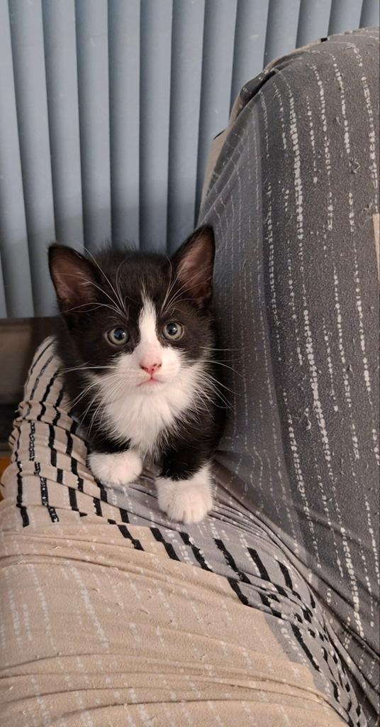 Lieve gezond kittens, Dieren en Toebehoren, Meerdere dieren, Kortharig, 0 tot 2 jaar