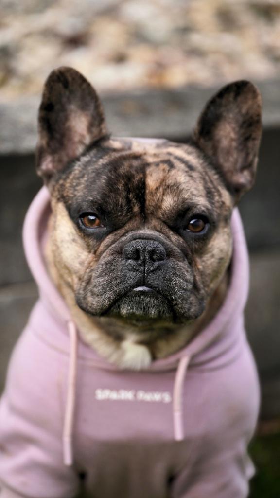 Prachtige Franse Bulldog dekreu, Reu, 1 tot 2 jaar, Parvo, Bulldog
