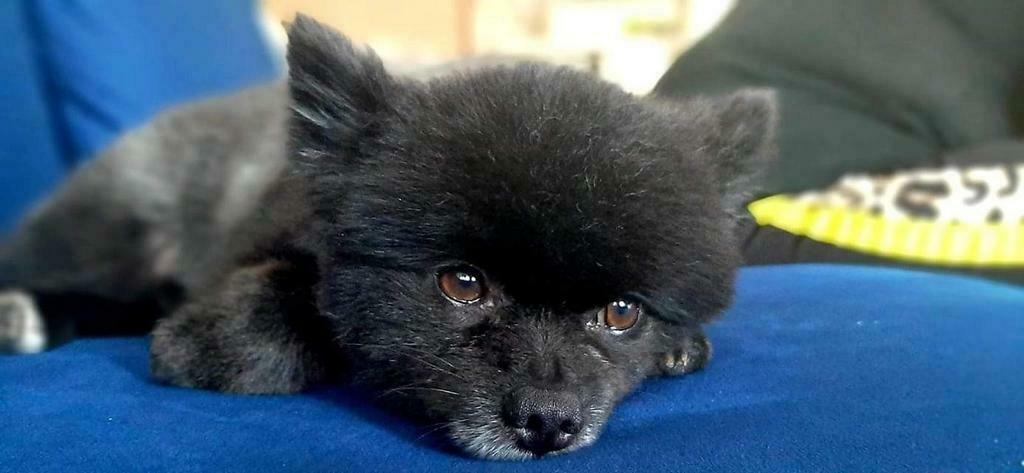 Pomeriaan dekreu NIET TE KOOP!, Reu, Parvo, Eén hond, 3 tot 5 jaar