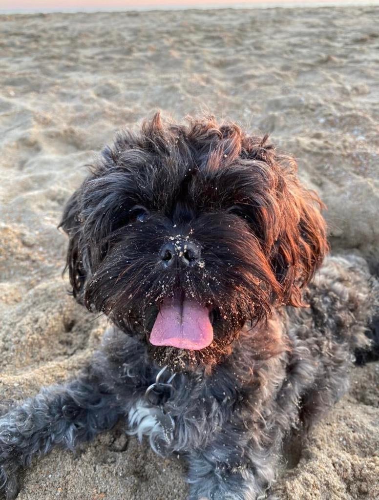 Dekreu toy poodle, Reu, 1 tot 2 jaar, Parvo, Eén hond