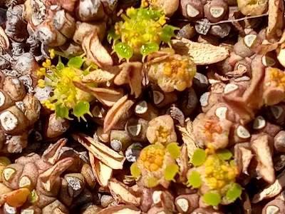 Caudex Euphorbia Davyi van Oorsprong Zuid Afrika.  23cm.pot, Overige soorten, In pot, Minder dan 100 cm, Bloeiende kamerplant