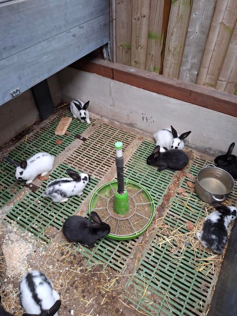 Lotharinger konijnen, Dieren en Toebehoren, Konijnen, Meerdere dieren, Groot