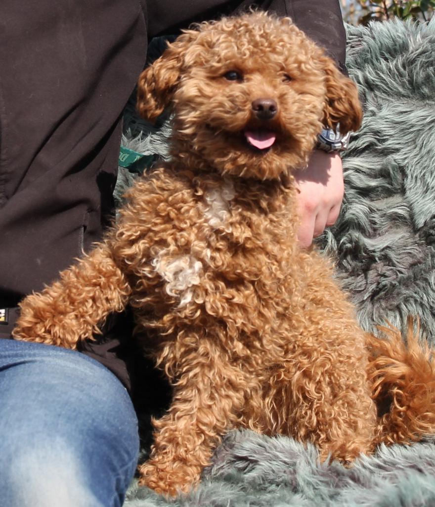 Lieve Toy Poedel dekreu FCI stamboom, Dieren en Toebehoren, Honden | Dekreuen, Parvo, Reu, Eén hond, 3 tot 5 jaar