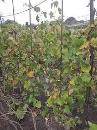 druiven, grote planten ecologische eet- als wijndruiven, Ophalen of Verzenden, Overige soorten, Volle zon