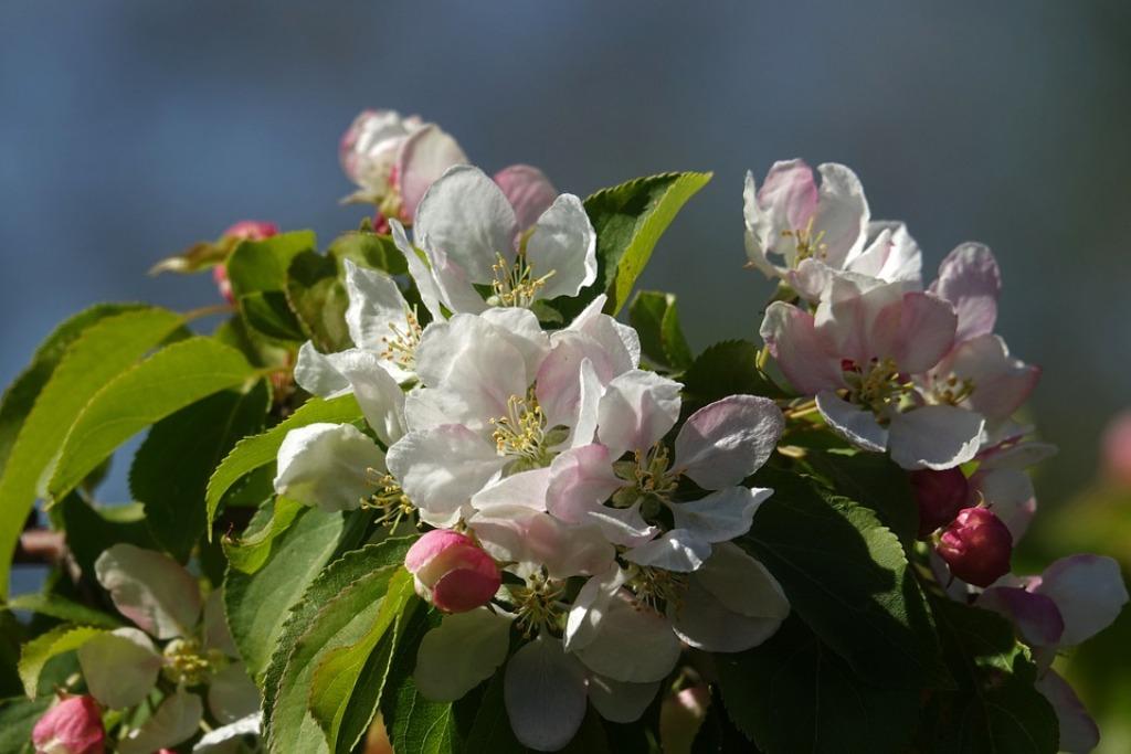 Sierappel, Malus Red Sentinel, sierboom met rode appeltjes, Tuin en Terras, Ophalen, Halfschaduw, Overige soorten, Lente