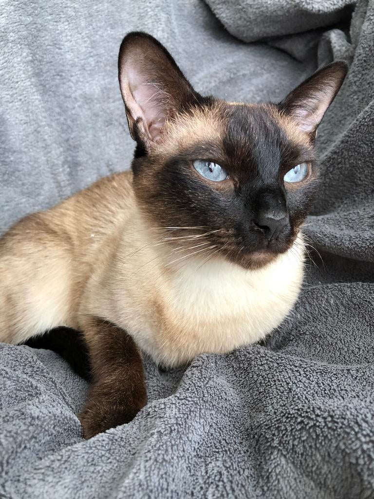 SIAMESE DEKKATER GEZOCHT!, Poes, Gechipt, 3 tot 5 jaar