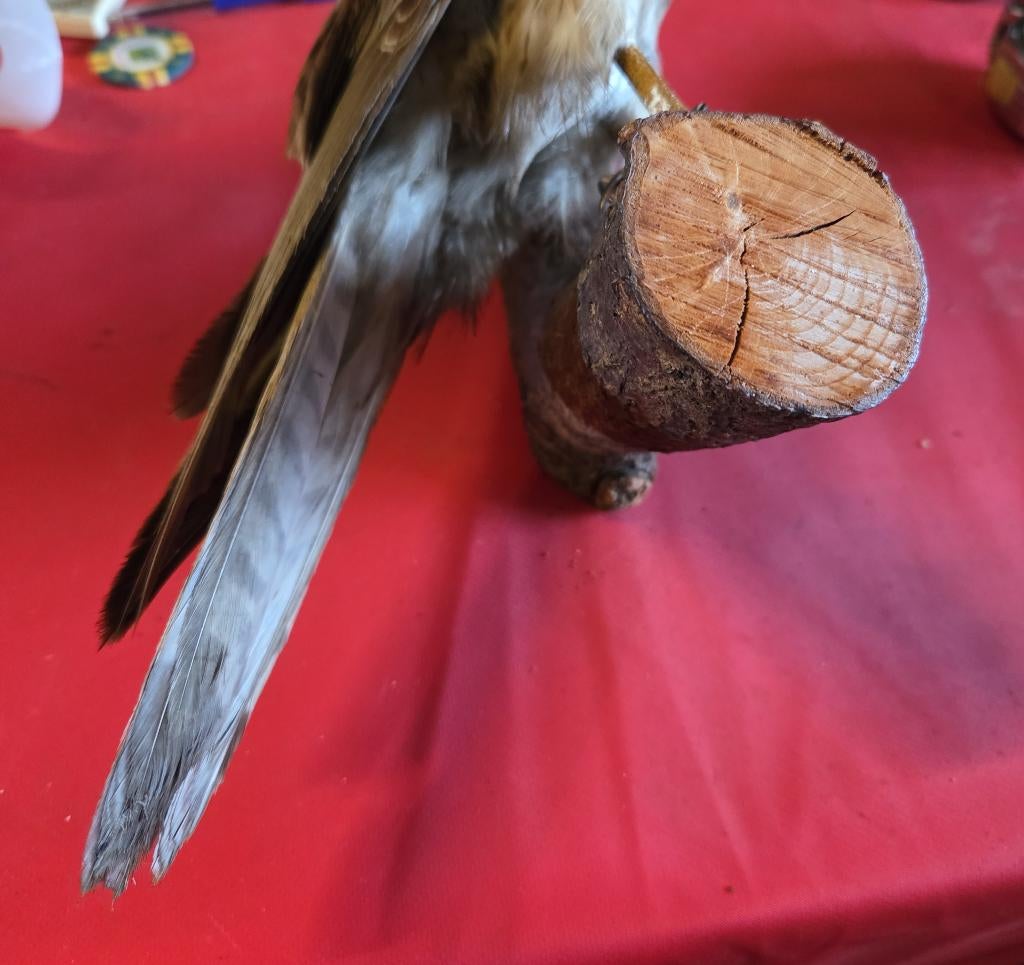 Opgezette torenvalk taxidermie, Verzamelen, Dierenverzamelingen, Ophalen of Verzenden, Gebruikt, Vogel, Opgezet dier
