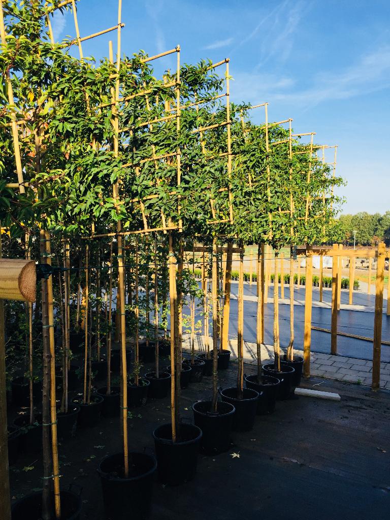 Groenblijvende leibomen-Portugese laurier- Direct van kweker, Tuin en Terras, Planten | Bomen, Overige soorten, 100 tot 250 cm