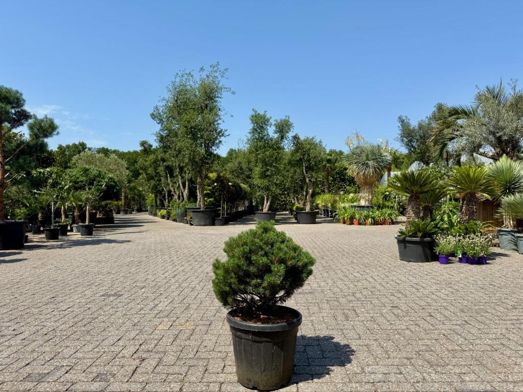 Pinus mugo Turra 50-60 cm planthoogte te koop!, Tuin en Terras, Planten | Bomen, In pot, Halfschaduw, Minder dan 100 cm, Zomer