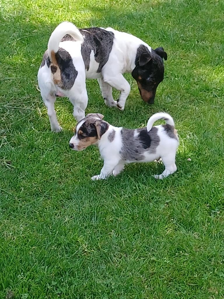 Ter dekking aangeboden Jack Russel, Dieren en Toebehoren, Honden | Dekreuen, Reu, Parvo, Eén hond, 3 tot 5 jaar
