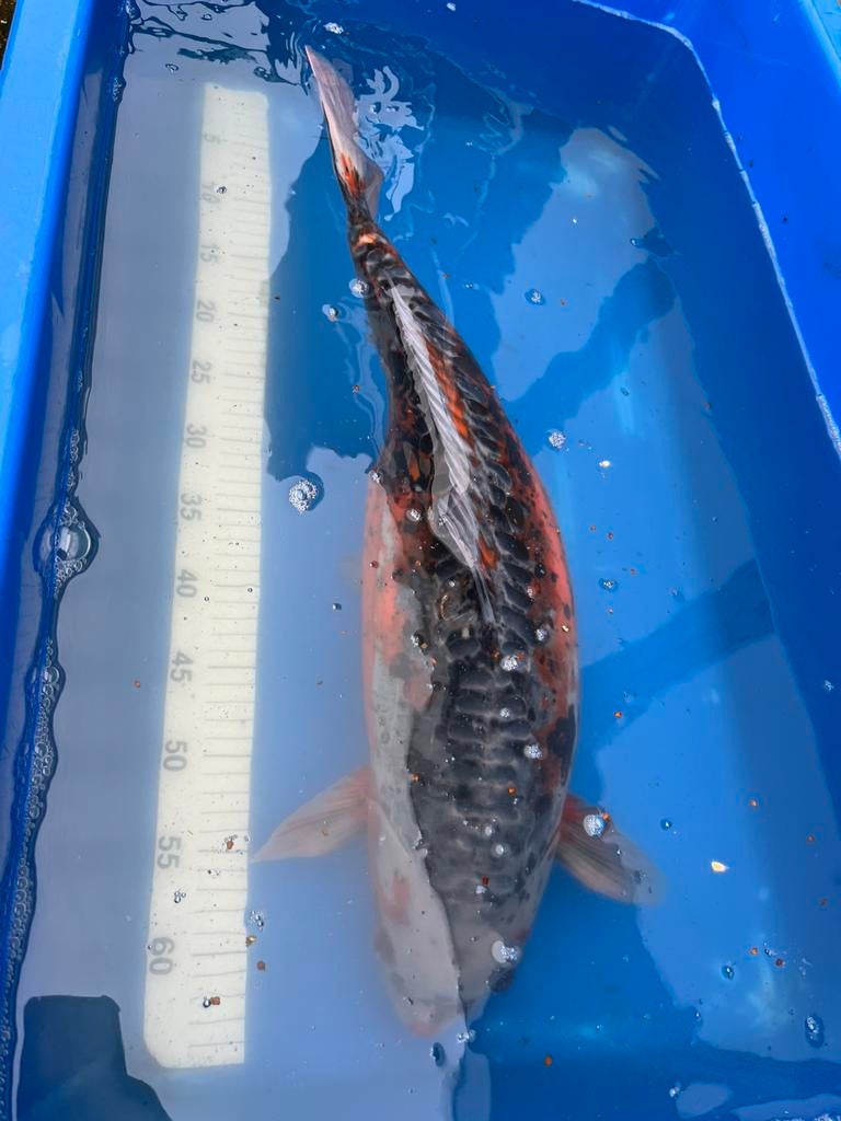 Doitsu shusui koi, Dieren en Toebehoren, Vissen | Vijvervissen, Karper of Koi