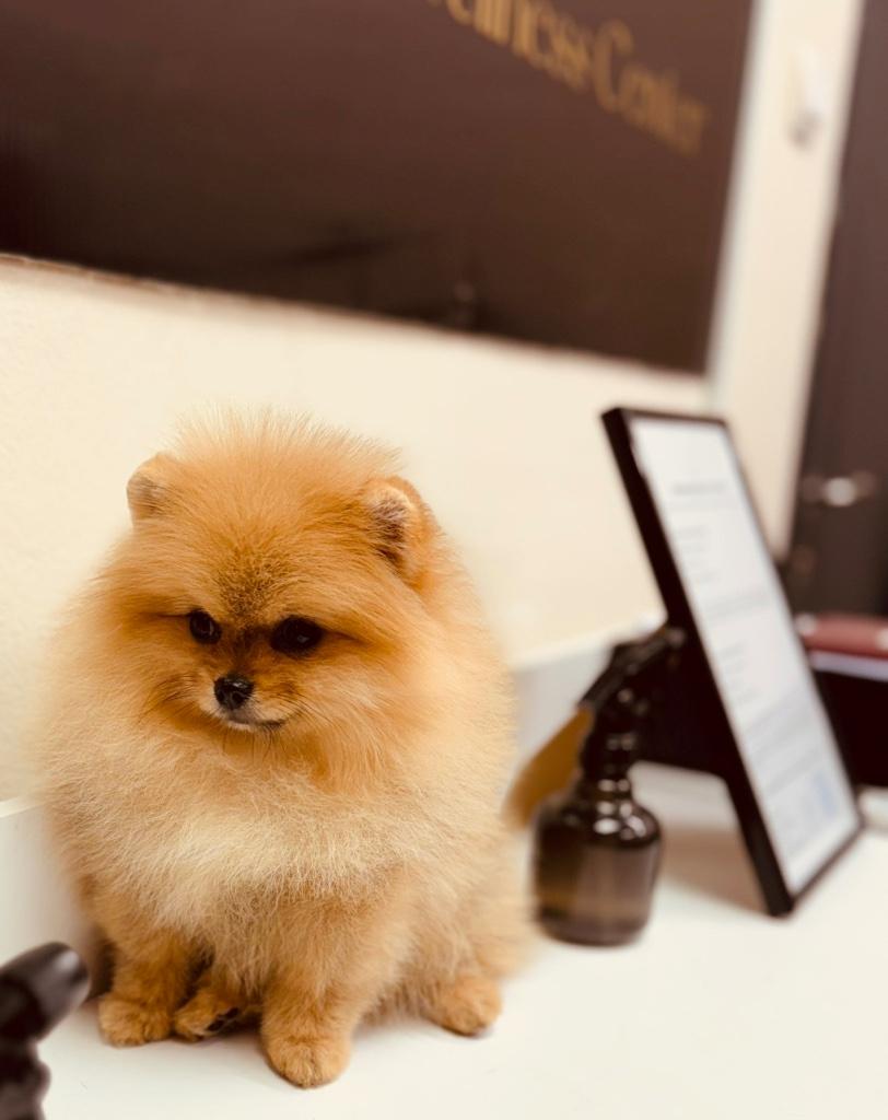 Pomeranian for sale, Rabiës (hondsdolheid), 15 weken tot 1 jaar, Overige rassen, Meerdere