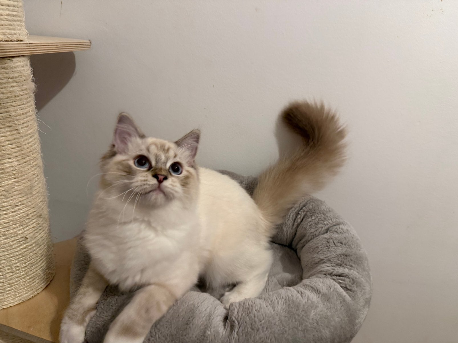Prachtige Ragdoll kitten stamboom, Kater