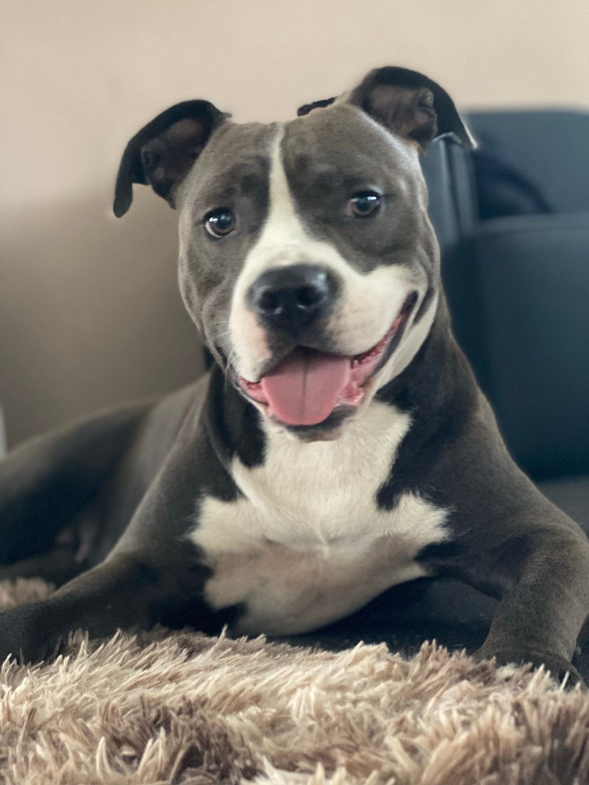 Amerikaanse stafford teefje., Dieren en Toebehoren, Honden | Dekreuen, Teef, Particulier, Eén hond, Nederland, 6 jaar of ouder
