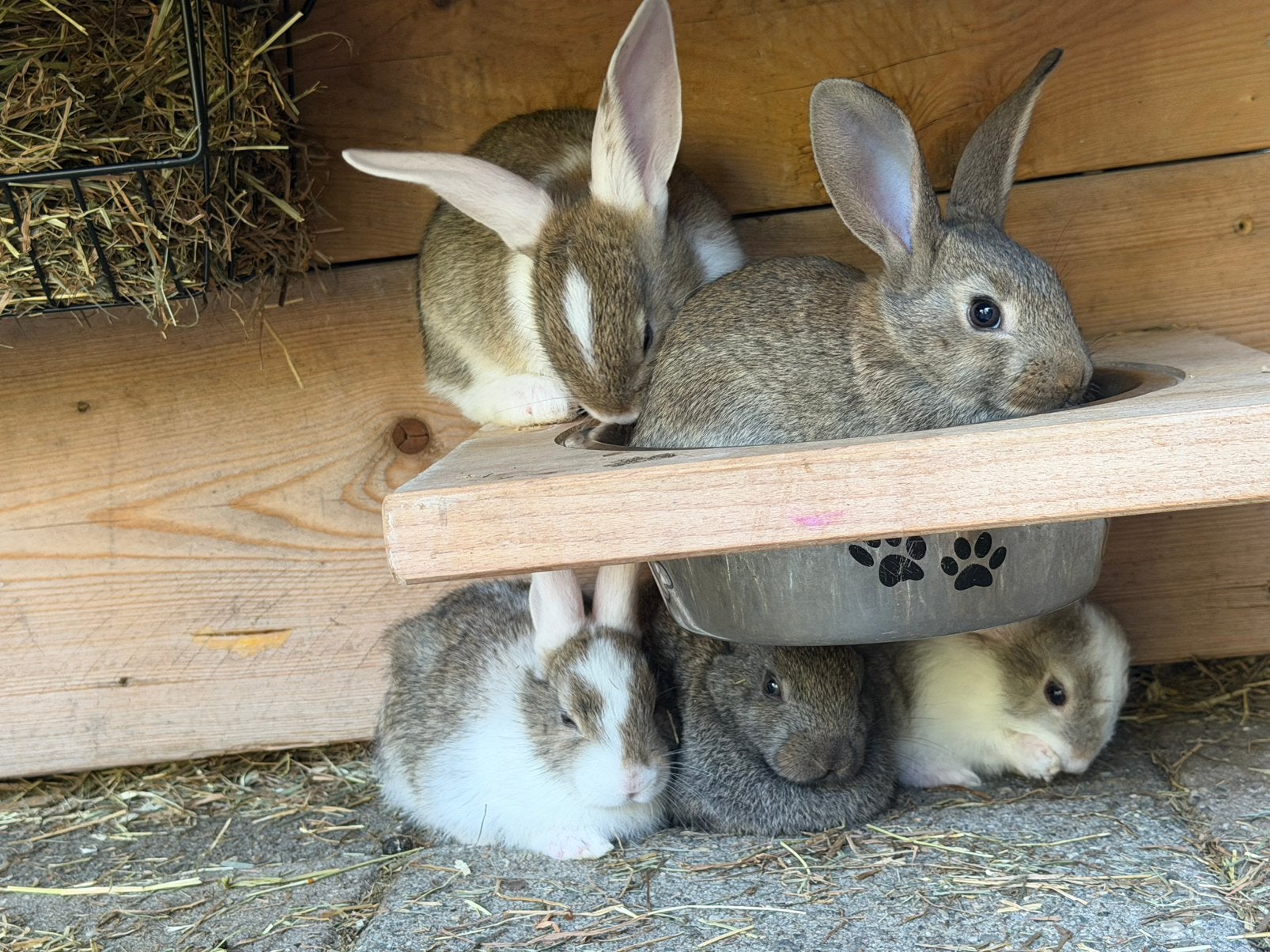 Vlaamse reus jongen, Meerdere dieren, Groot, 0 tot 2 jaar