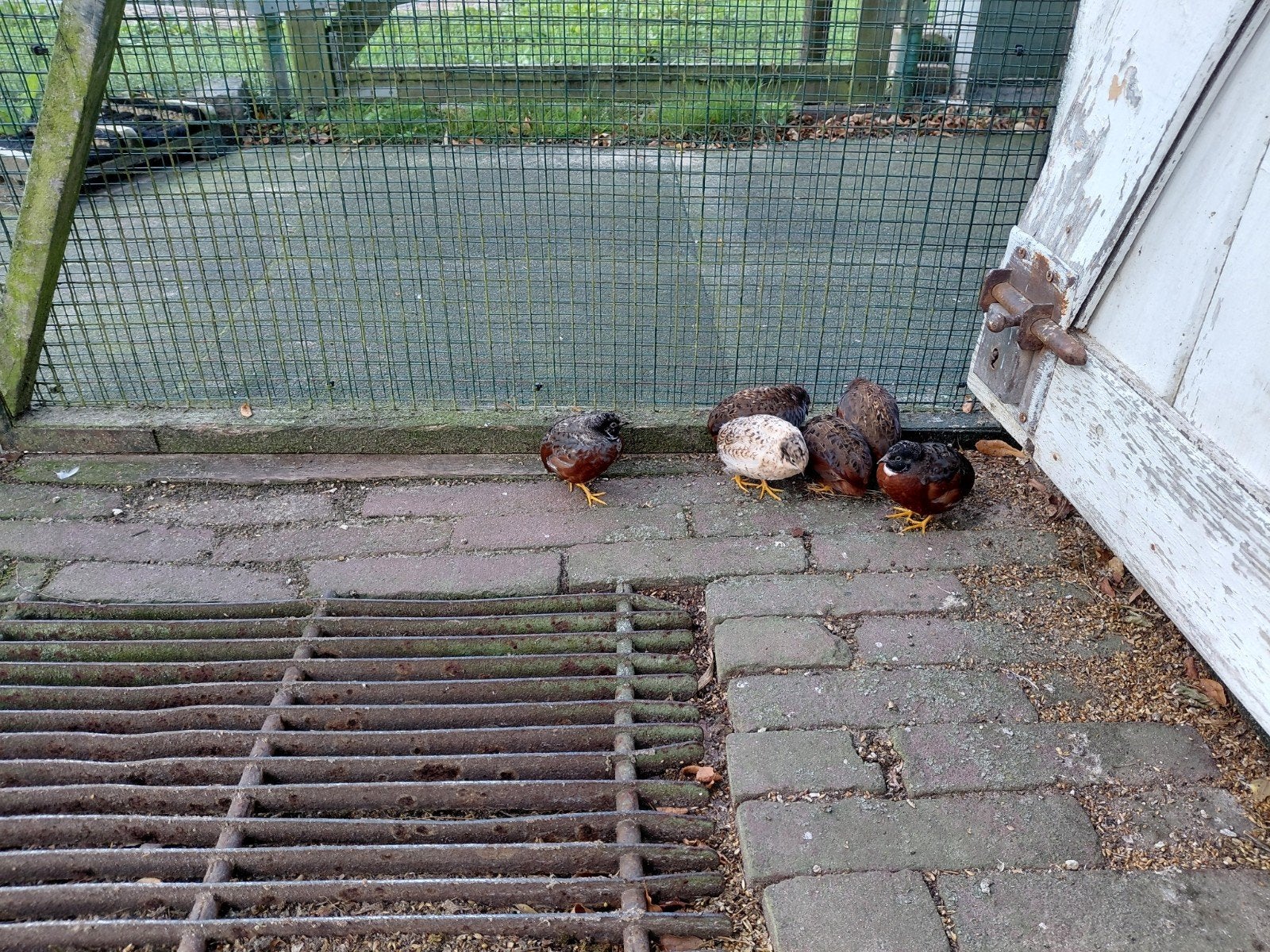 Chinezen dwergkwartels., Dieren en Toebehoren, Ophalen