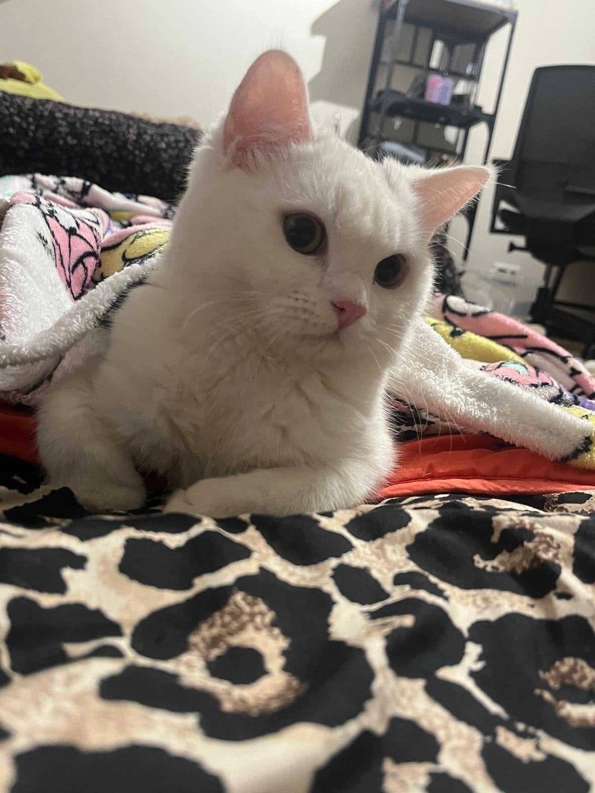 kater kruising britse korthaar/turkse angora, Dieren en Toebehoren, Katten en Kittens | Overige Katten, Kater